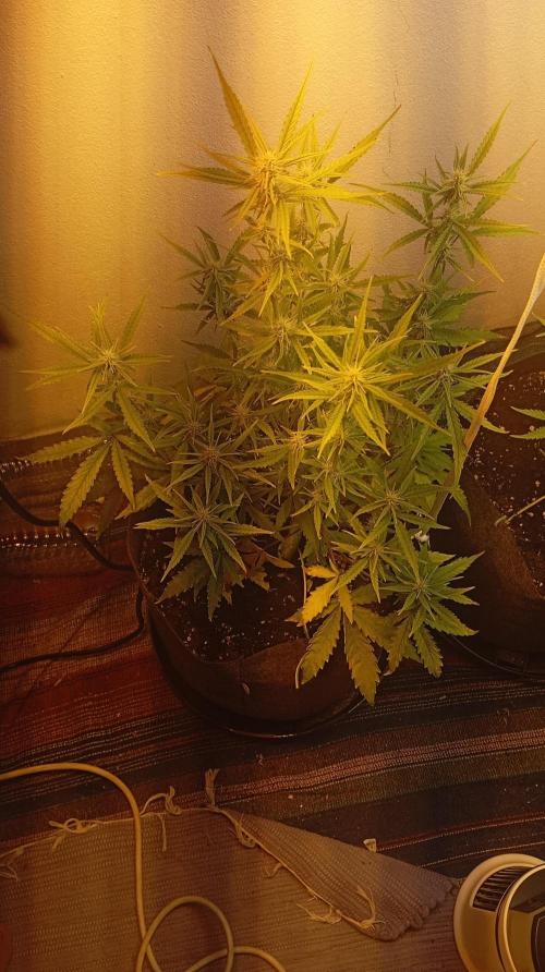 Gelato auto. Week 7 - Day 49 