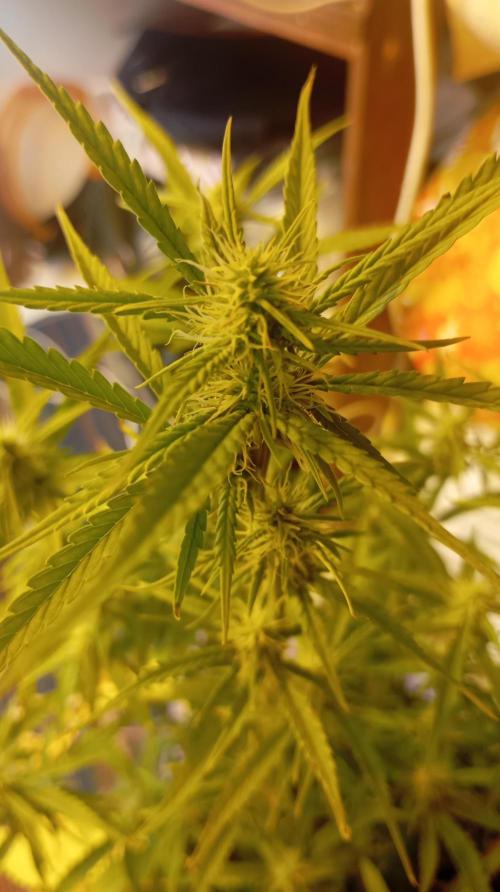 Gelato auto. Week 7 - Day 49 