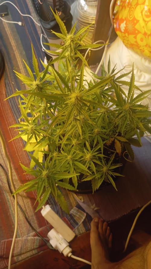 Gelato auto. Week 7 - Day 49