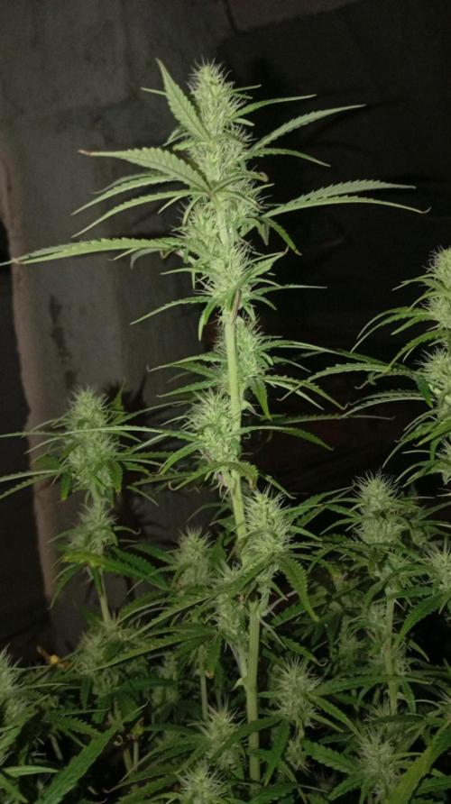 Gelato auto. Week 8 - Day 56 