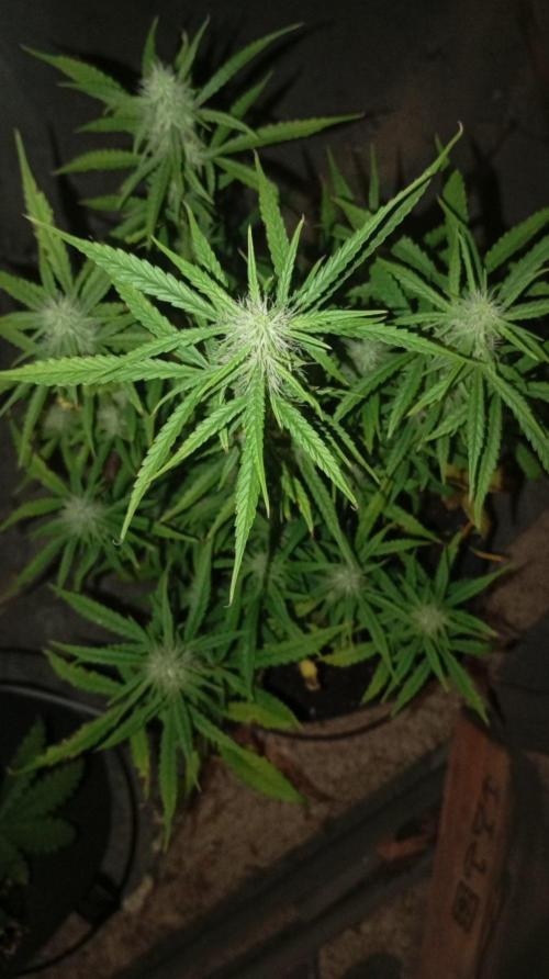 Gelato auto. Week 8 - Day 56 