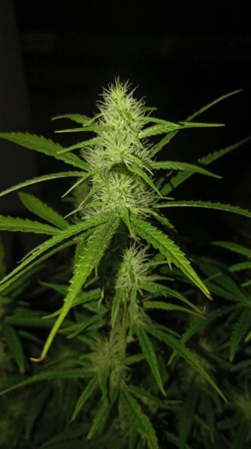 Gelato auto. Week 8 - Day 56 
