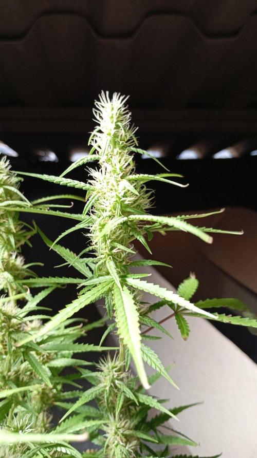 Gelato auto. Week 9 - Day 63