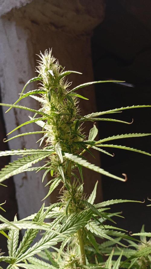 Gelato auto. Week 9 - Day 63