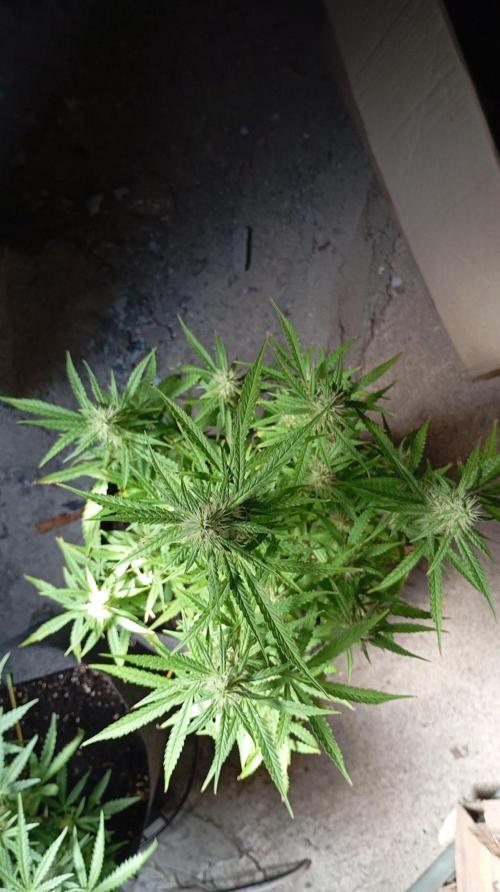 Gelato auto. Week 9 - Day 63