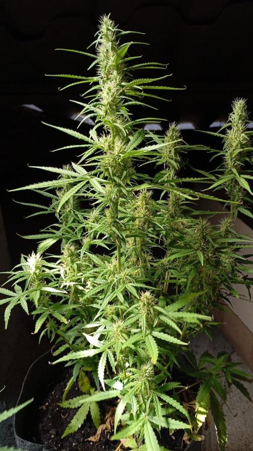 Gelato Auto. Week 9
