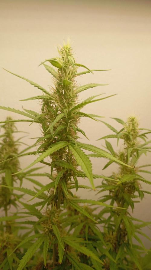 Gelato auto. Week 10 - Day 70