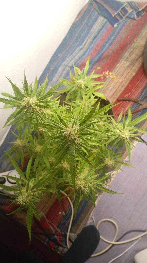 Gelato auto. Week 10 - Day 70