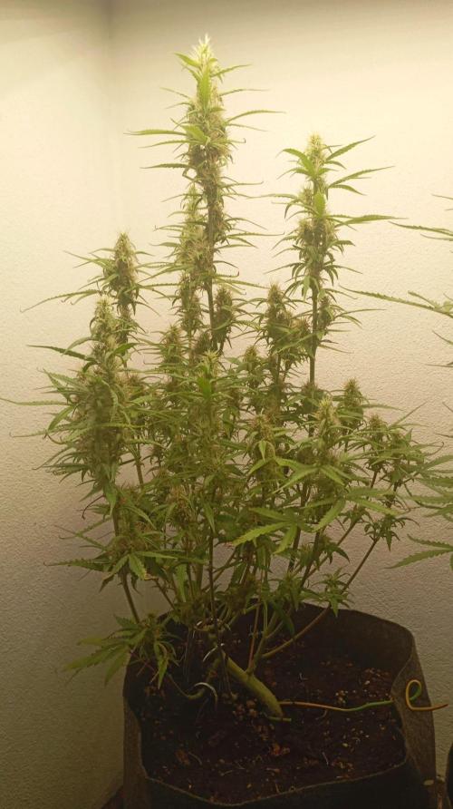 Gelato auto. Week 10 - Day 70