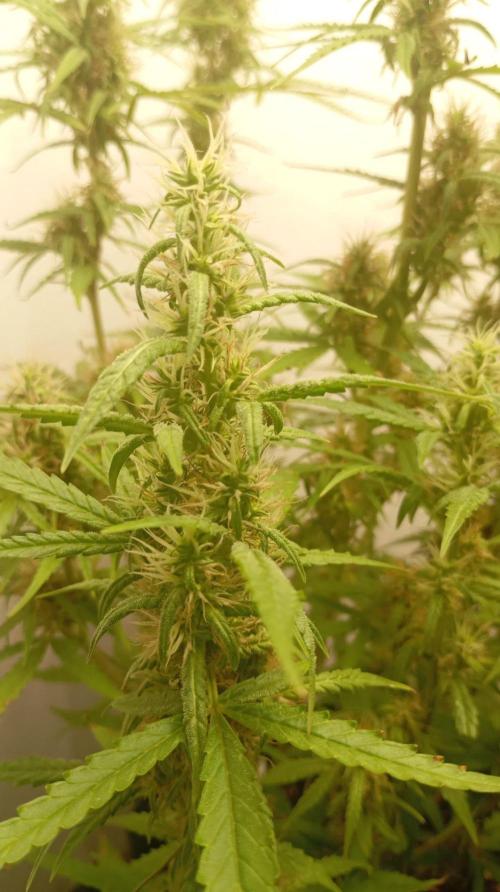 Gelato auto. Week 10 - Day 70