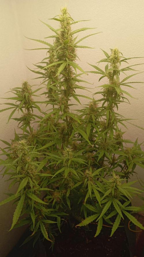 Gelato auto. Week 10 - Day 70
