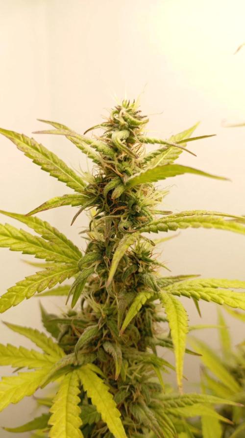 Gelato auto. Week 11 - Day 77