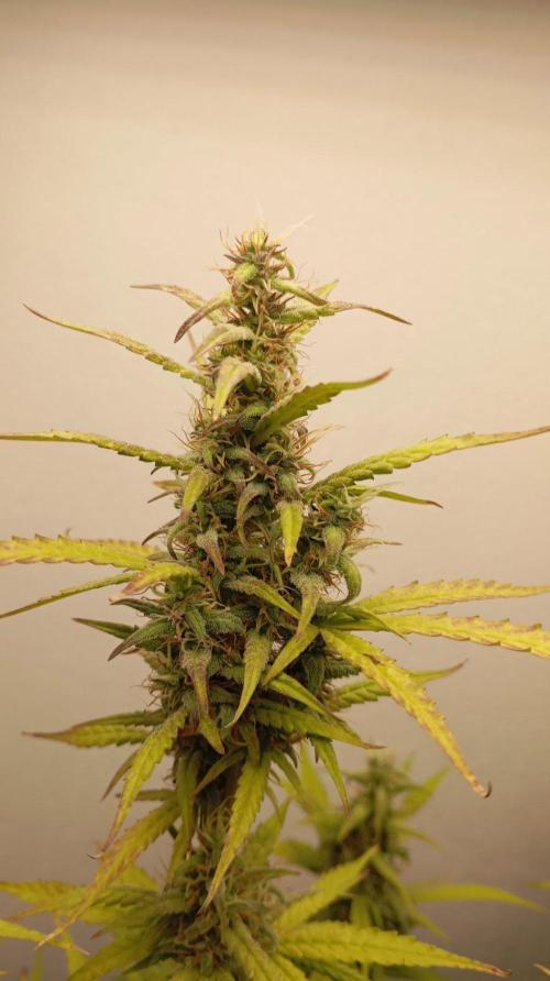 Gelato auto. Week 11 - Day 77