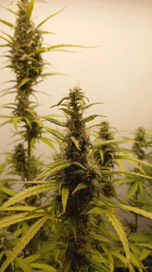 Gelato Auto. Week 11