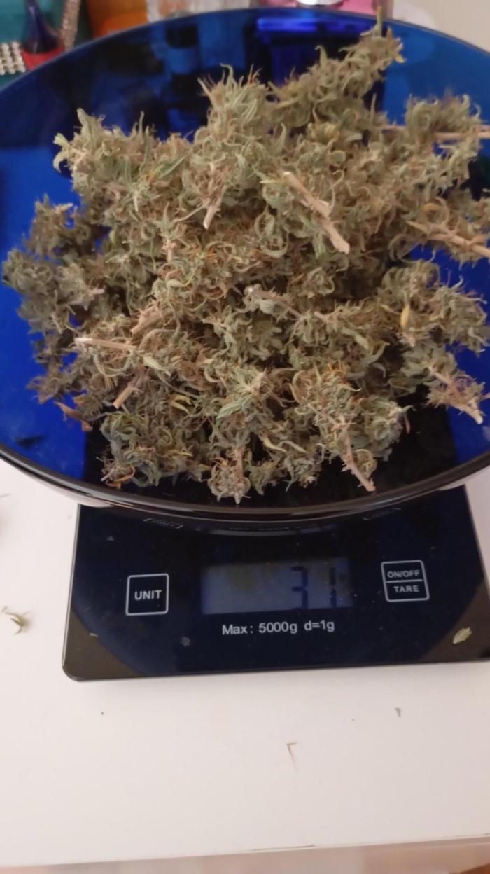 Gelato auto. Week 12