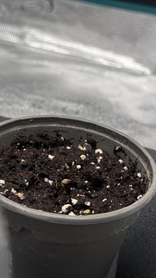 Girl Scoot Cookies as a beginner grower. Week 0