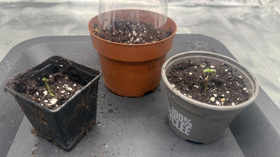 Girl Scoot Cookies as a beginner grower. Week 0