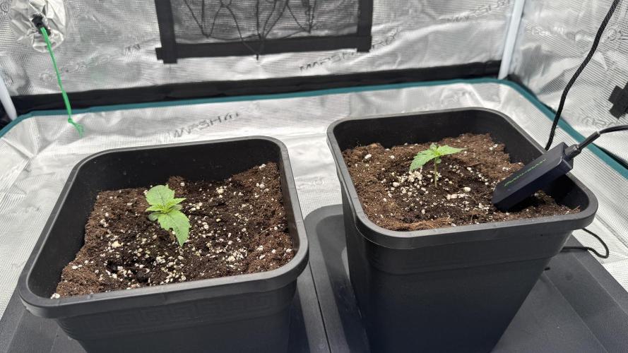 Girl Scoot Cookies as a beginner grower. Week 1 - Premier arrosage avec engrais.