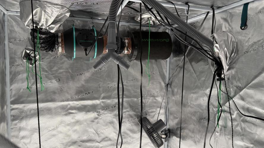 Girl Scoot Cookies as a beginner grower. Week 1 - Installation de l'humidificateur d'air. Réglé à 75%