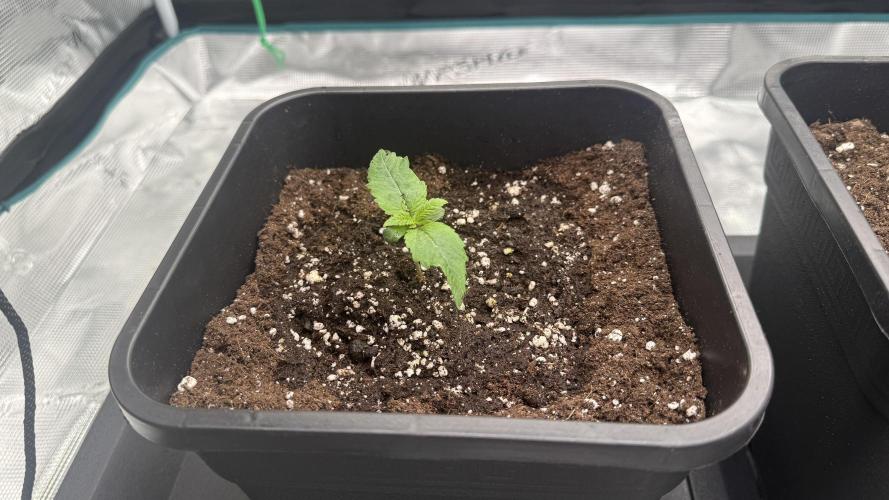 Girl Scoot Cookies as a beginner grower. Week 1 - Premier arrosage avec engrais.