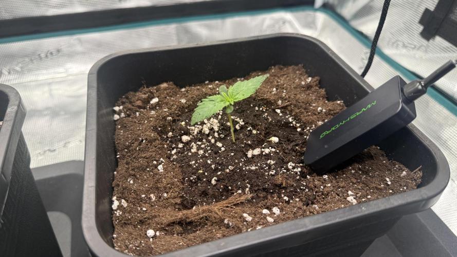 Girl Scoot Cookies as a beginner grower. Week 1 - Premier arrosage avec engrais.
