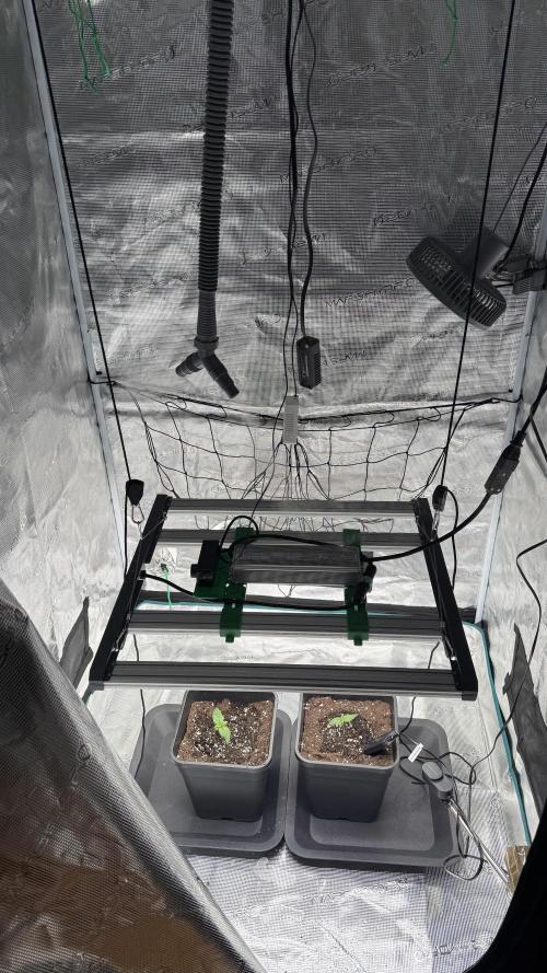 Girl Scout Cookies. Week 1