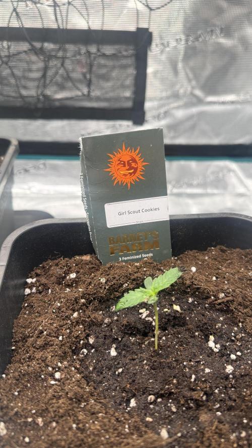 Girl Scoot Cookies as a beginner grower. Week 1 - Juste après le rempotage - Plant 1