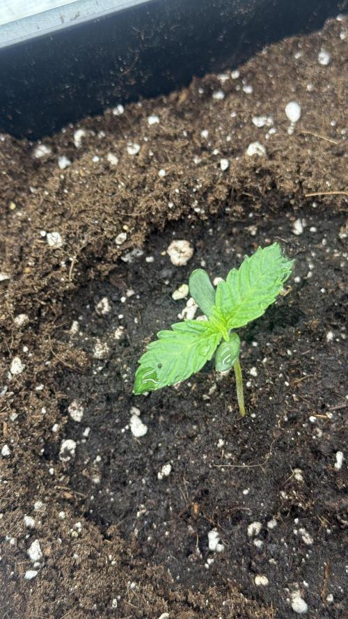 Girl Scoot Cookies as a beginner grower. Week 1 - Juste après le rempotage - Plant 1