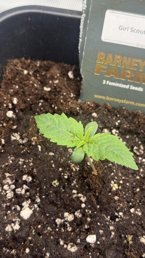 Girl Scoot Cookies as a beginner grower. Week 1 - Juste après le rempotage - Plant 2