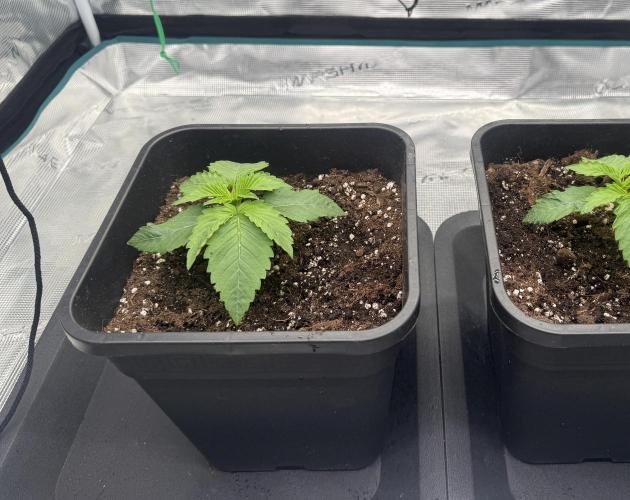 Girl Scoot Cookies as a beginner grower. Week 2 - 29/07/2026