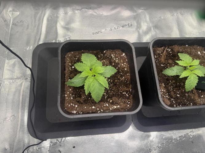 Girl Scoot Cookies as a beginner grower. Week 2 - 29/07/2026