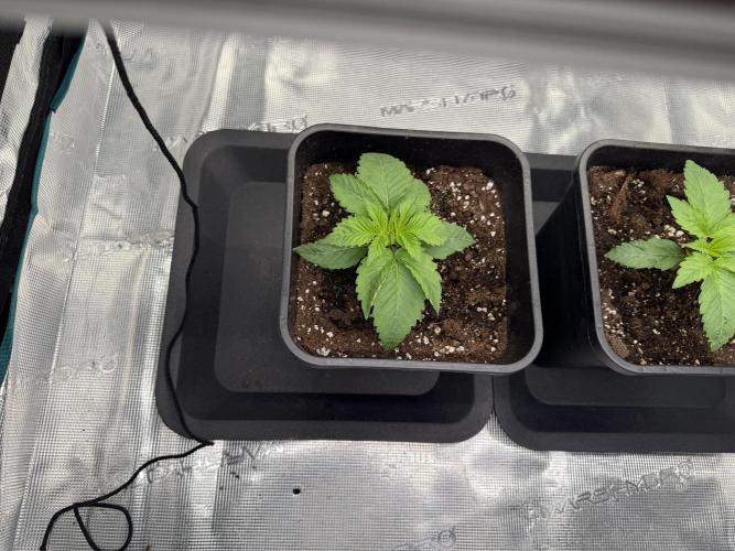 Girl Scoot Cookies as a beginner grower. Week 2 - 30/07/2026