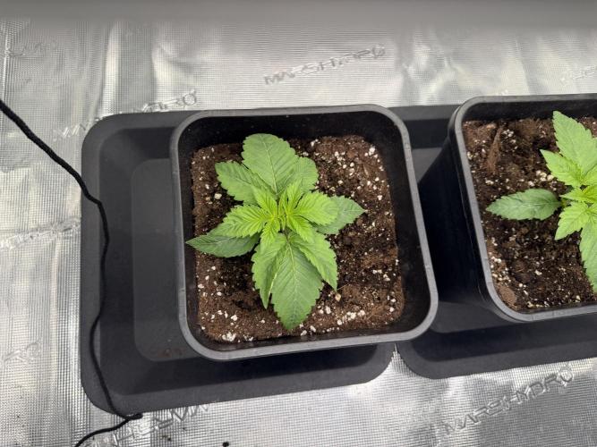 Girl Scoot Cookies as a beginner grower. Week 2 - 30/07/2026