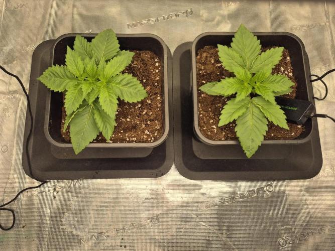 Girl Scoot Cookies as a beginner grower. Week 2 - 31/07/2026
