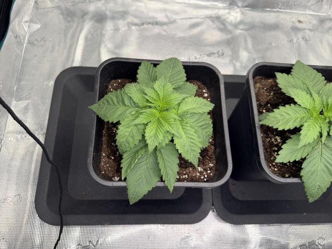 Girl Scoot Cookies as a beginner grower. Week 2 - 01/08/2026
