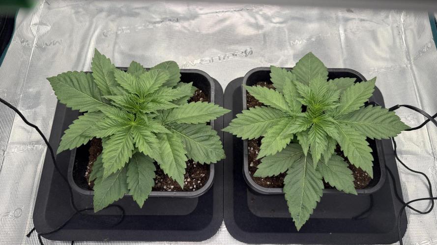 Girl Scoot Cookies as a beginner grower. Week 2