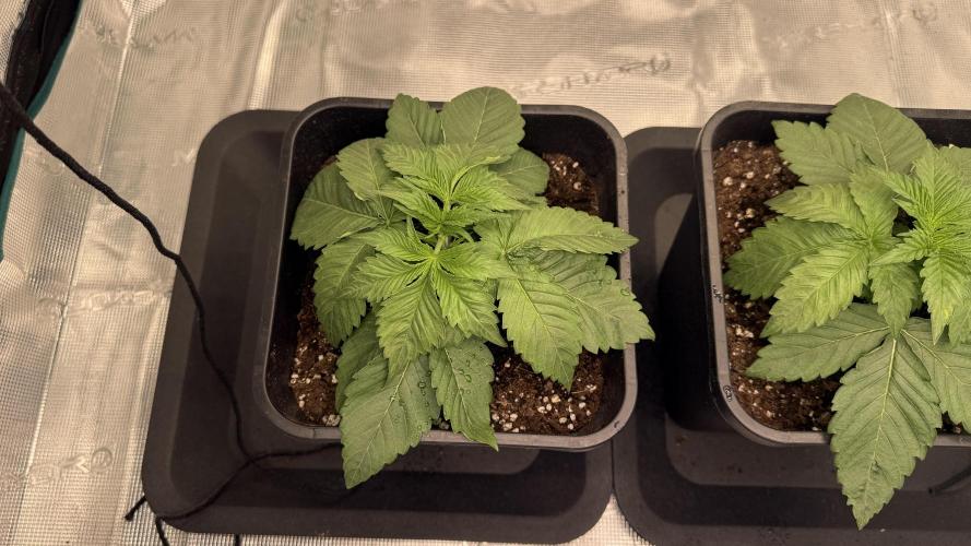 Girl Scoot Cookies as a beginner grower. Week 2