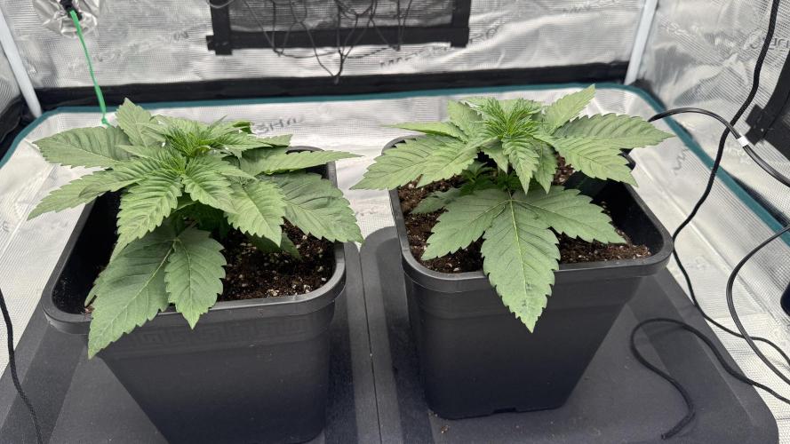 Girl Scoot Cookies as a beginner grower. Week 2