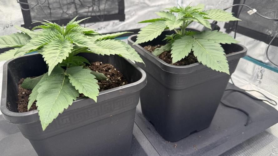 Girl Scoot Cookies as a beginner grower. Week 2