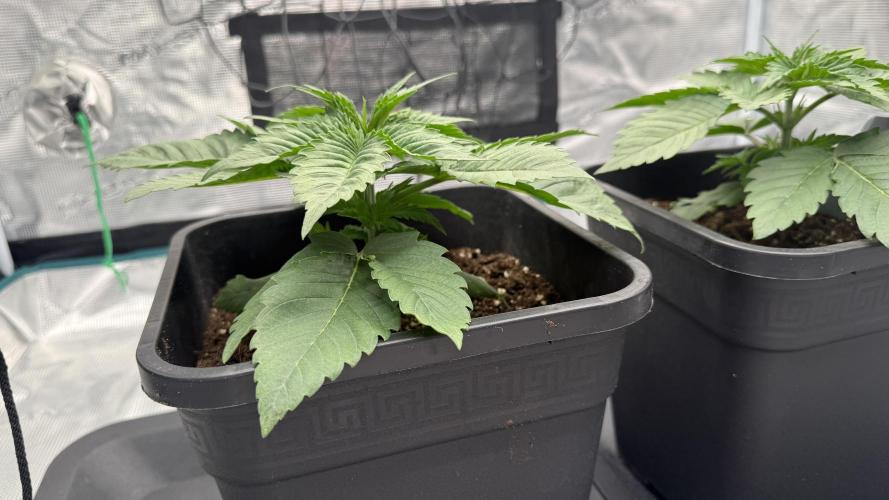 Girl Scoot Cookies as a beginner grower. Week 2