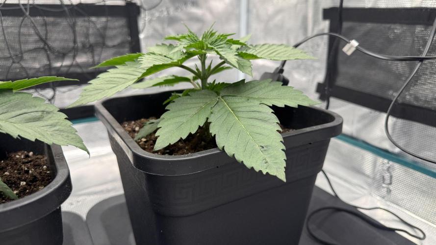 Girl Scoot Cookies as a beginner grower. Week 2