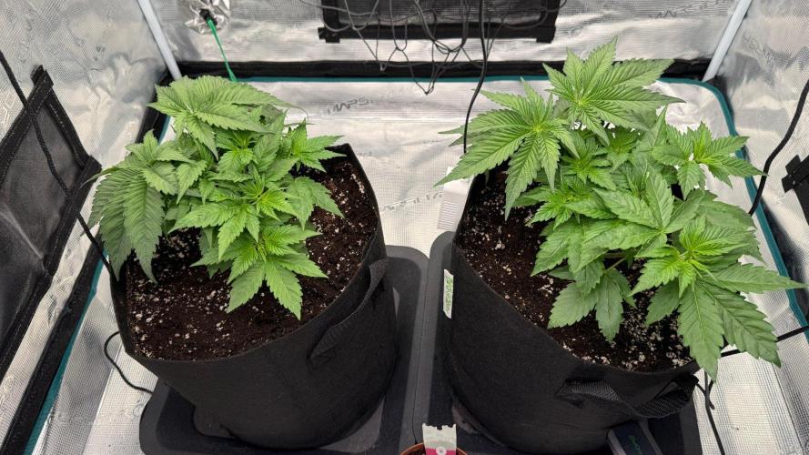 Girl Scoot Cookies as a beginner grower. Week 3