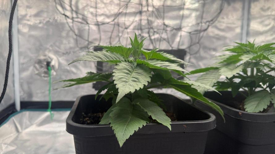 Girl Scoot Cookies as a beginner grower. Week 3