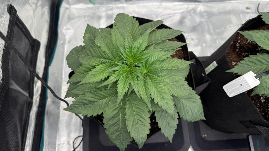 Girl Scoot Cookies as a beginner grower. Week 3