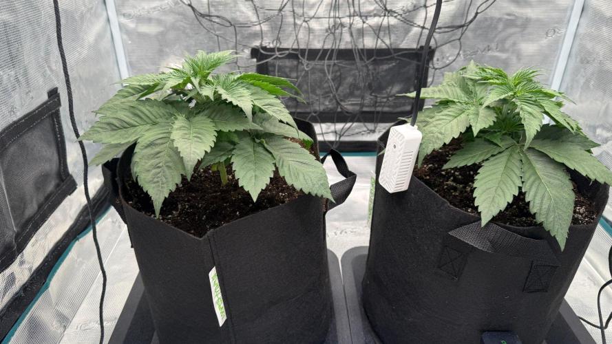 Girl Scoot Cookies as a beginner grower. Week 3