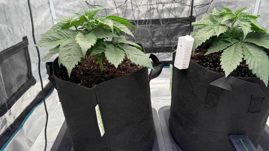 Girl Scoot Cookies as a beginner grower. Week 3