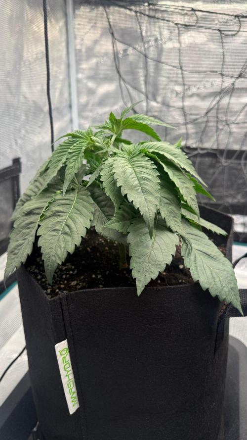 Girl Scoot Cookies as a beginner grower. Week 3