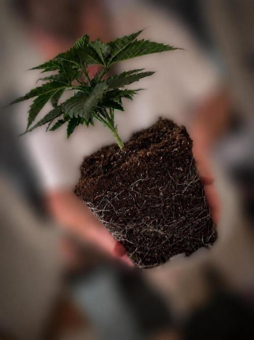 Girl Scoot Cookies as a beginner grower. Week 3