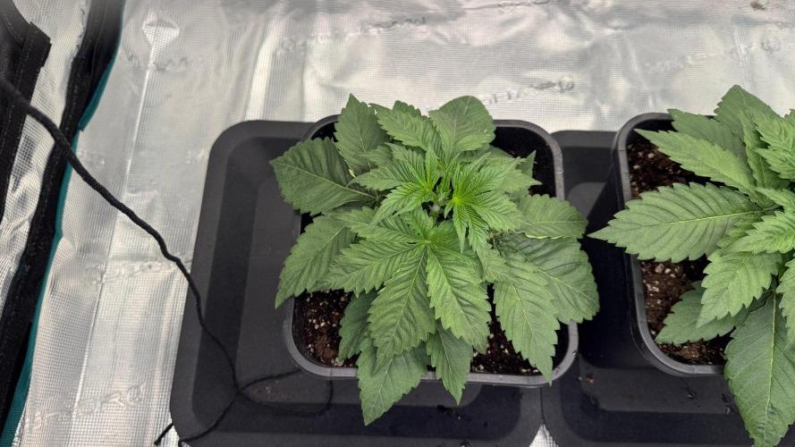 Girl Scoot Cookies as a beginner grower. Week 3