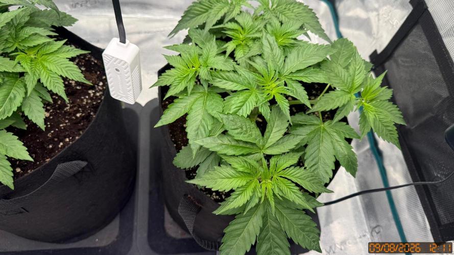 Girl Scoot Cookies as a beginner grower. Week 4